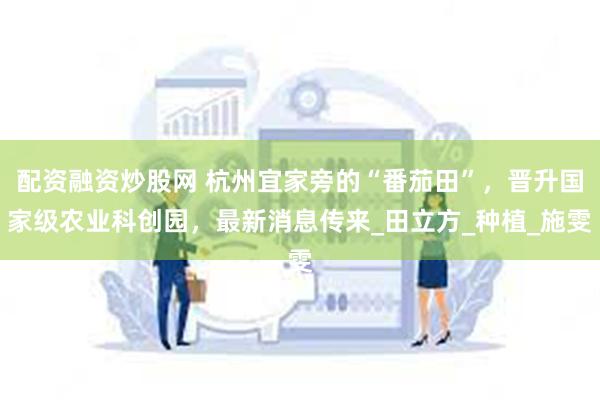配资融资炒股网 杭州宜家旁的“番茄田”，晋升国家级农业科创园，最新消息传来_田立方_种植_施雯